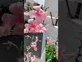 Beauty in Pink 🩷 #terracegardenindia #garden #terracegarden #mygarden