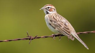 How To Get Maximum Breeds From Sparrow  Breeding Tips For All Birds  Animal And Pets