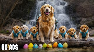 видео: ТВ для Собак –🐶12 Часов Щенков Играют 🐾🌈 Расслабляющая Музыка для Собак 🐕 для Животных - Без Рекламы картинка: ТВ для Собак –🐶12 Часов Щенков Играют 🐾🌈 Расслабляющая Музыка для Собак 🐕 для Животных - Без Рекламы