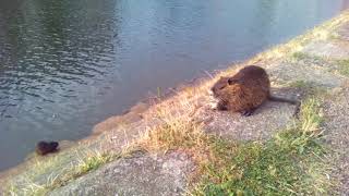 Nutria Coypu Eating Its Bread