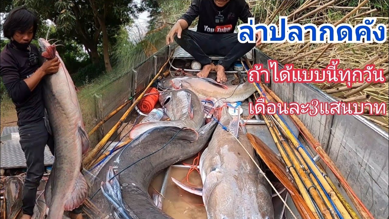 เกือบไม่ได้ตัวปลากดคังรุ่นคุณปู่ ลากเบ็ดไปไกลเกือบ200เมตร / ต้อม คนทำมาหากิน