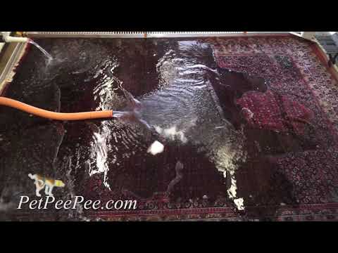 Jute Rug Smells Like Dog