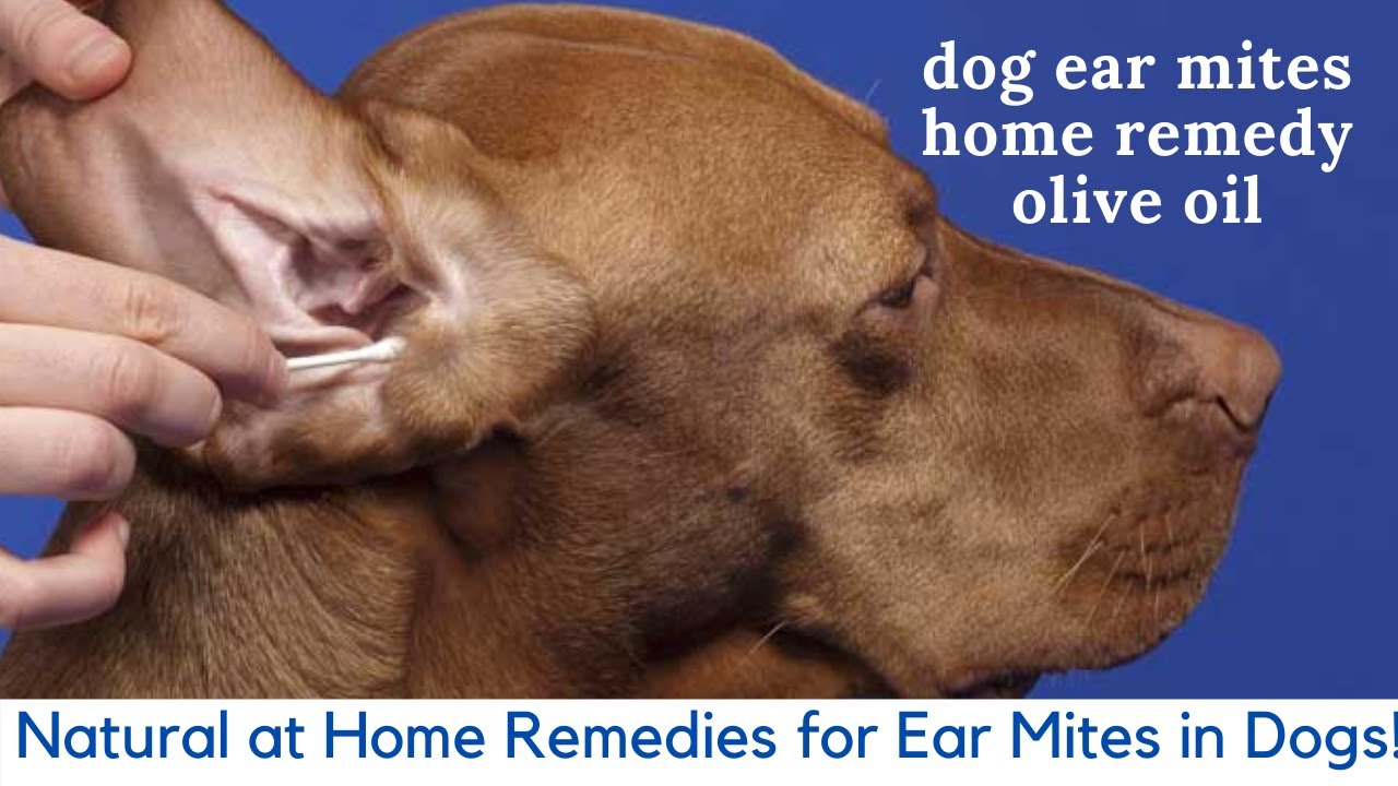 Dog Ear Mites Home Remedy Olive Oil Natural At Home Remedies For Ear Mites In Dogs Youtube,Learn To Crochet Kit