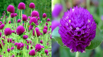 Cúc bách nhật chữa bệnh cao huyết áp