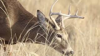 2022 12 20 Rocky Mountain Arsenal National Wildlife Refuge by Mark Byzewski 38 views 1 month ago 4 minutes, 36 seconds