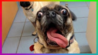 😻 Best Of The 2021 Funny Animal Videos 🐶 | Funny And Crazy Animals Compilation by Funny and Crazy Animals 282 views 2 years ago 8 minutes, 40 seconds