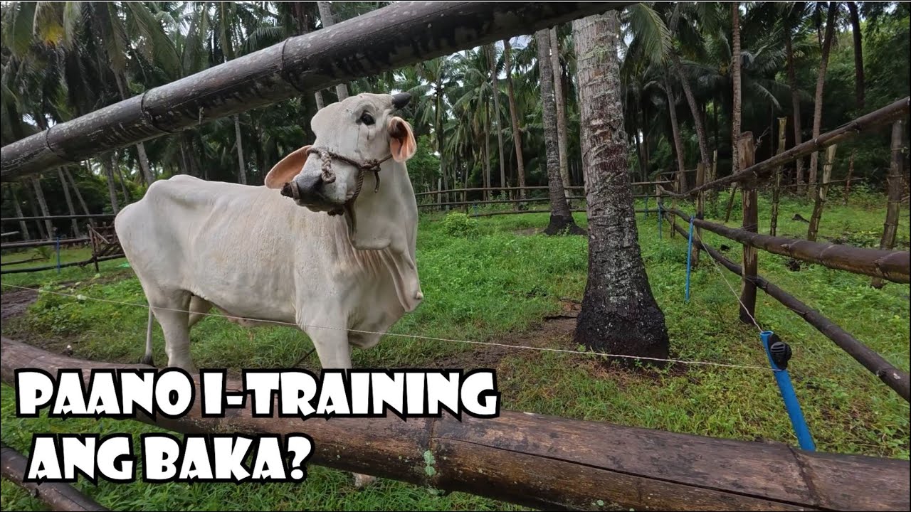 Pano i-Train ang Baka sa 10,000 Volts Electric Fence?