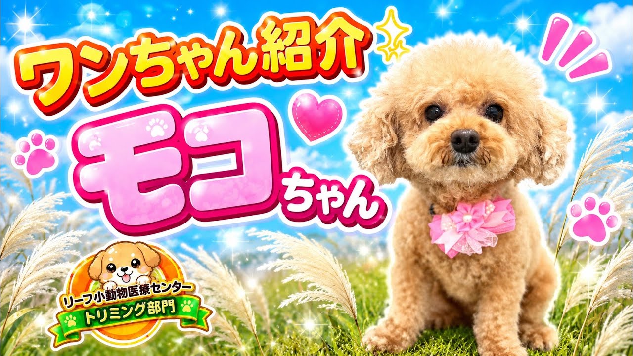 Dog Introduction: Moko-chan - YouTube