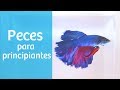 Peces recomendados para principiantes 📚