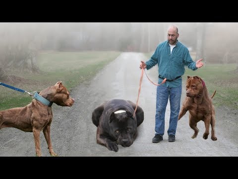 Video: Cele 10 rase de câine cel mai incapatanat