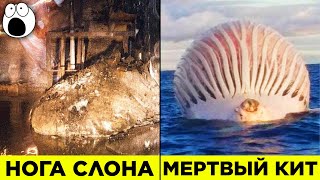 видео: Самые Неприятные И Опасные Находки картинка: Самые Неприятные И Опасные Находки