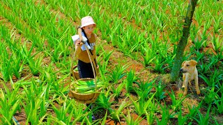 Harvesting the Aloe Vera Garden Go to Market Sell - Aloe Vera Painting Tea, Farm | Tieu Duong