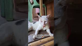 You were more than a pet, you were family. 🥹😭😢💔 #cat ##pets #sad #tillwemeetagain