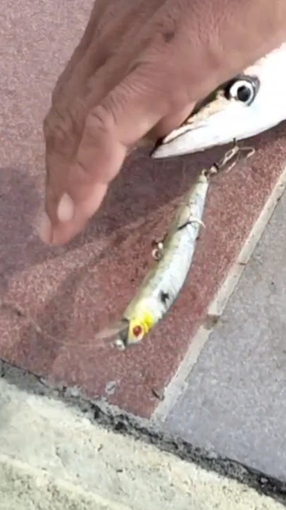 Risk of Minnow Released Directly by Hand #shorts #shortvideo #short #shortsvideo #shortsfeed
