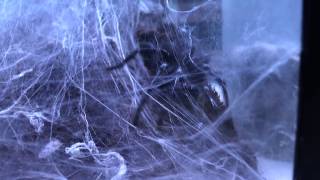 Macrothele gigas (Japanese funnel web spider)