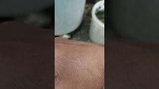 Jangan panik kalo kena bulu ulat ini ya #ulat #ulatbulu #caterpilar #survivaltips