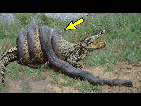 Video: Ogromni krokodil. Največji krokodil na svetu
