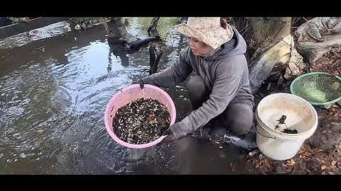 NT 67 lll súc thả được lổ cá rô đồng  hàng nghìn con ra sông 