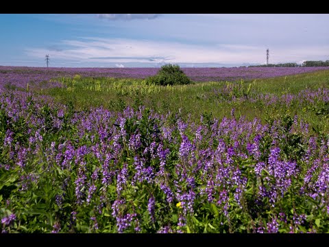 «Зеленая аптека»