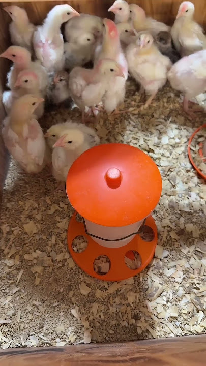 Meat bird check in! #chickens #chicken #cornishcross #pastureraised #backyardchickens #meat #eatmeat