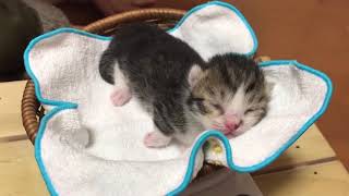 体重測定で勢いよく舐められる子猫がかわいい