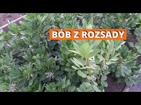 Jak siać bób