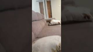 Yosho incident #funny #explosion