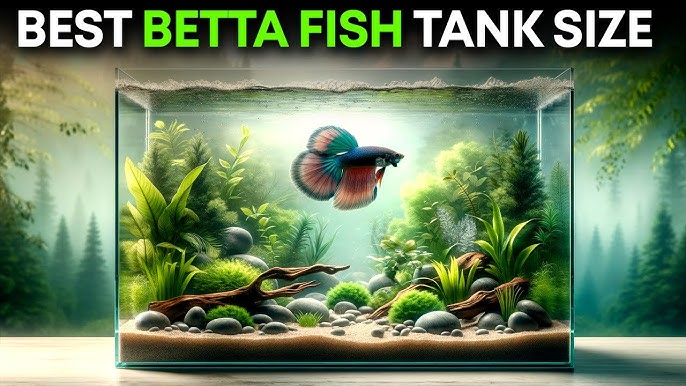 Best Betta Fish Tank Size? How to Figure it Out! 