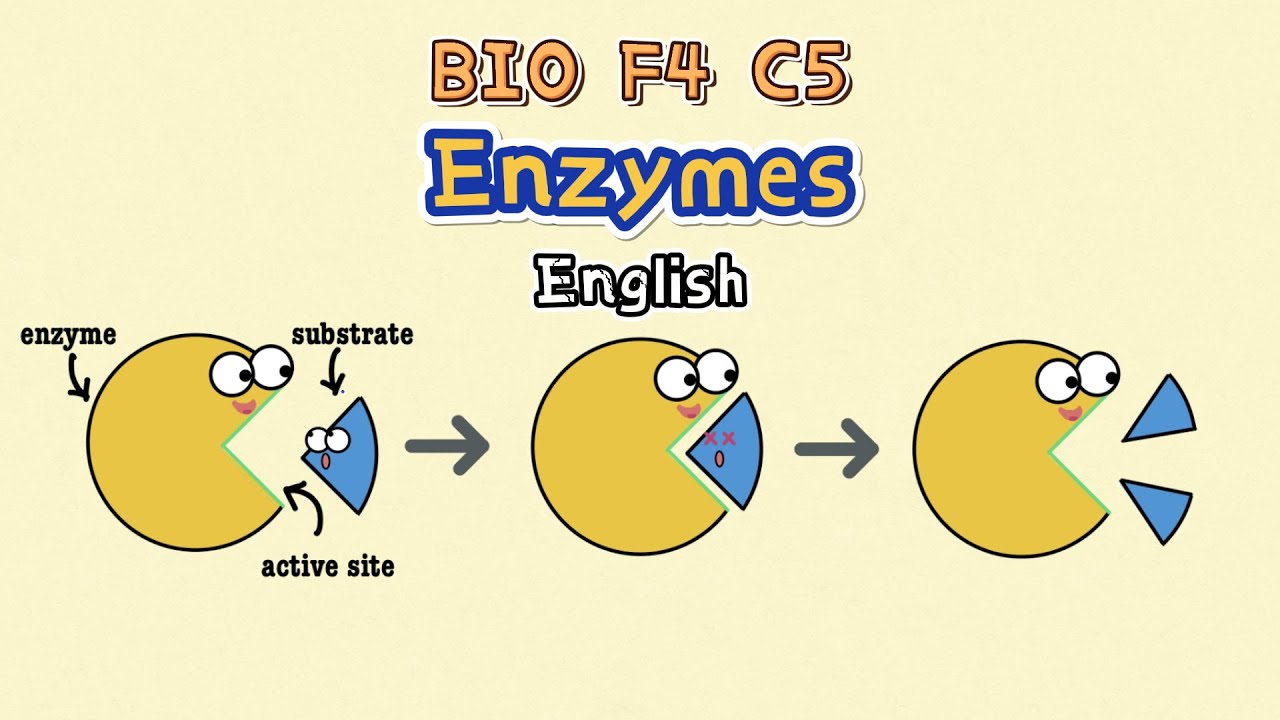 [ENGLISH] KSSM F4 C5 - Enzymes + example questions