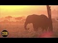 safariLIVE - Sunrise Safari - September 8, 2018