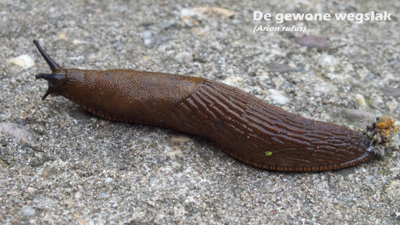 ants movie Een gewone wegslak (Arion rufus) kruipt voorbij