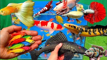 Video tổng hợp cá cảnh đẹp, vịt, vịt con, cá koi, cá trê, cá nóc, cá bảy màu