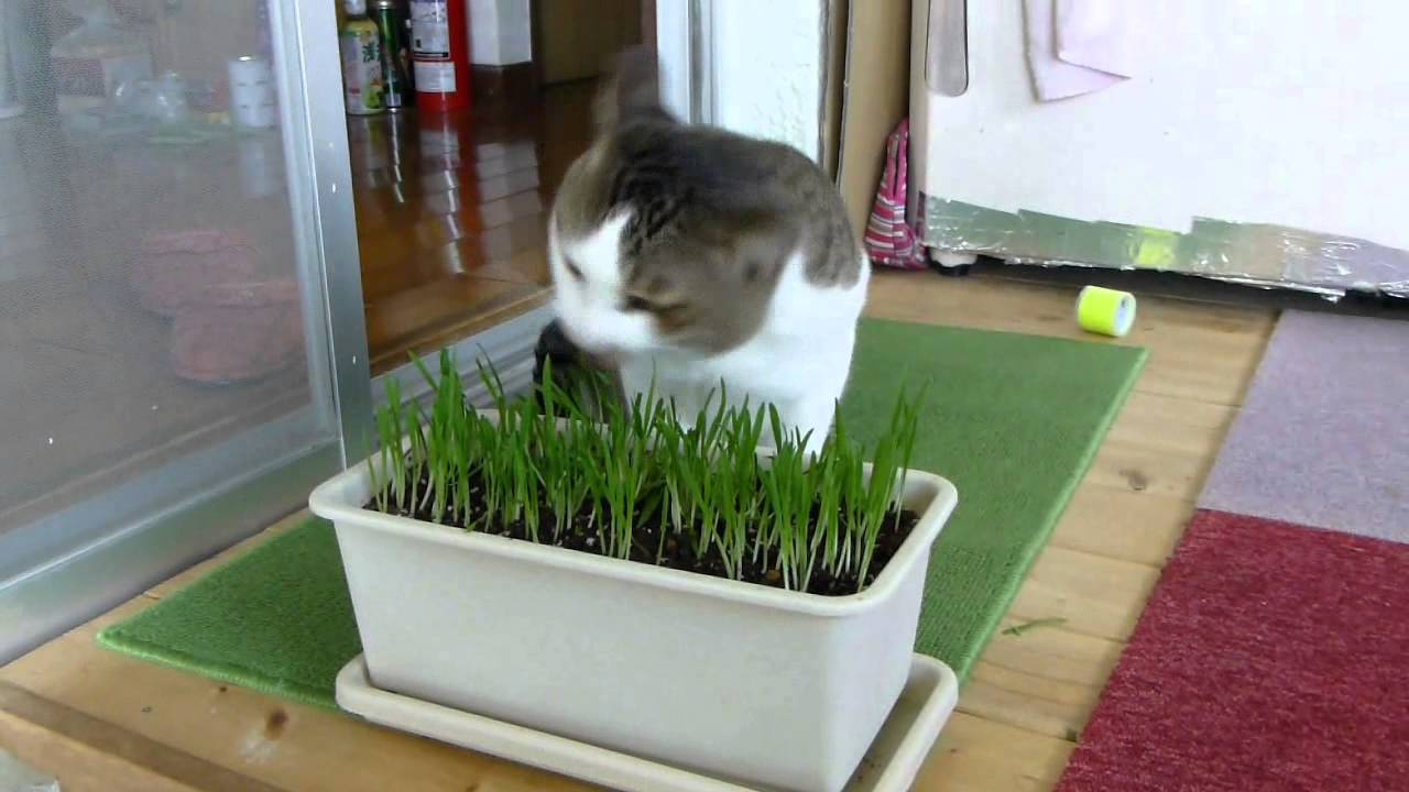 １００円ショップダイソーで買った物だけで 猫草を栽培して愛猫に与えてみた 動画あり Kuma Type