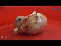 Miracle Born Baby Videos from Egg Membrane Chick hatching from Eggs / FishCutting