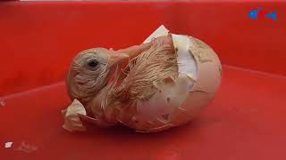 Miracle Born Baby from Egg Membrane Chick hatching from Eggs / FishCutting