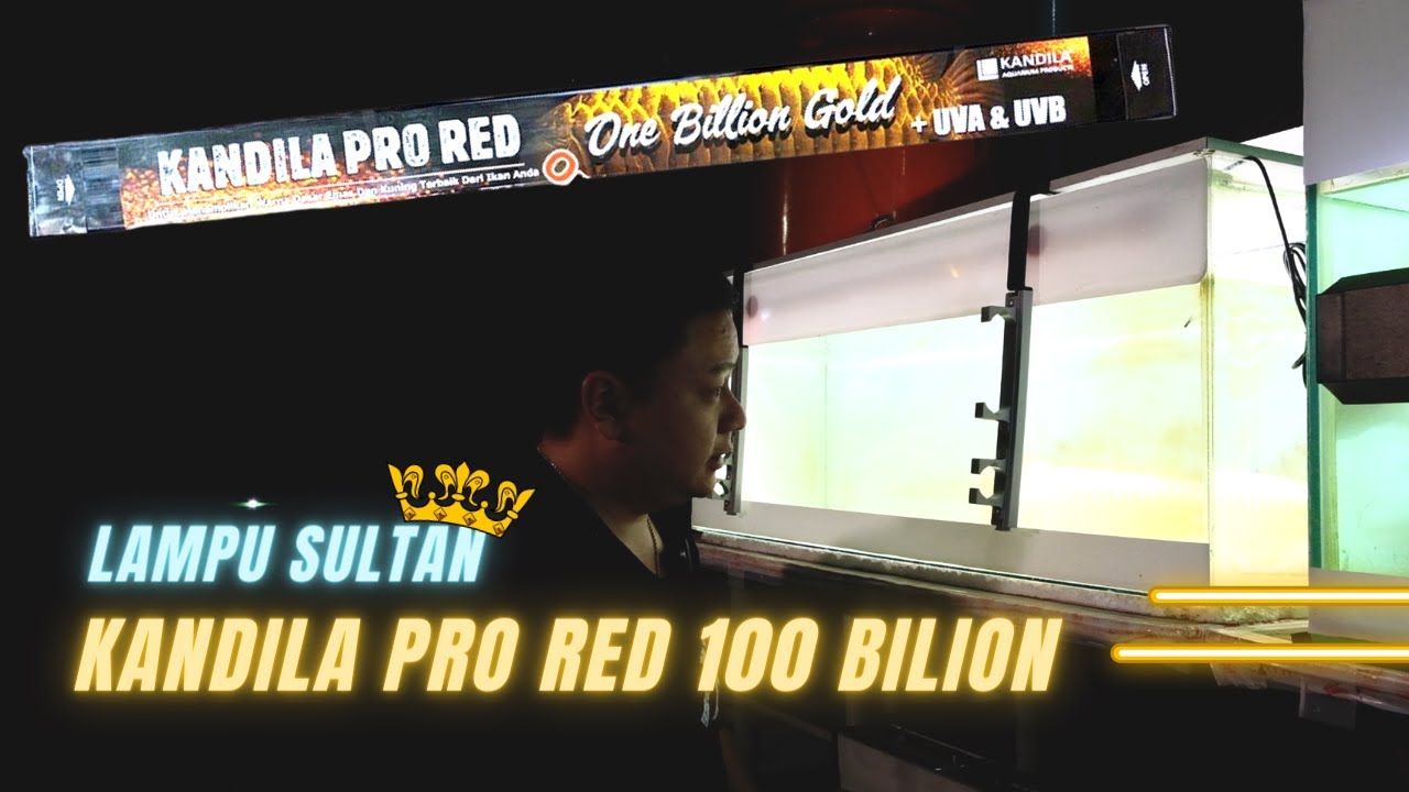 KEJADIANN LANGKA BISA REVIEW LAMPU SULTAN KANDILA PRO RED ONE BILLION !!