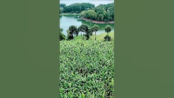 VIEW MẸ NÚI CÚI- 1ty2/Sào Rẻ Nhất Khu vực.#0817187979 #bds60giay