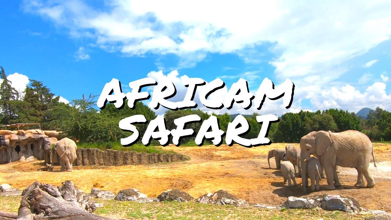 historia de africam safari