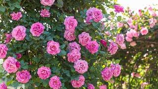DTM作品です。 Tchaikovsky, Valse des Fleurs (CASSE-NOISETTE Op.71a)...
