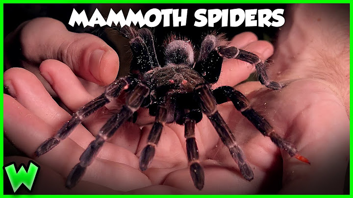 GIANT JUNGLE SPIDERS! Searching for Weird Creatures in the Dry Forest