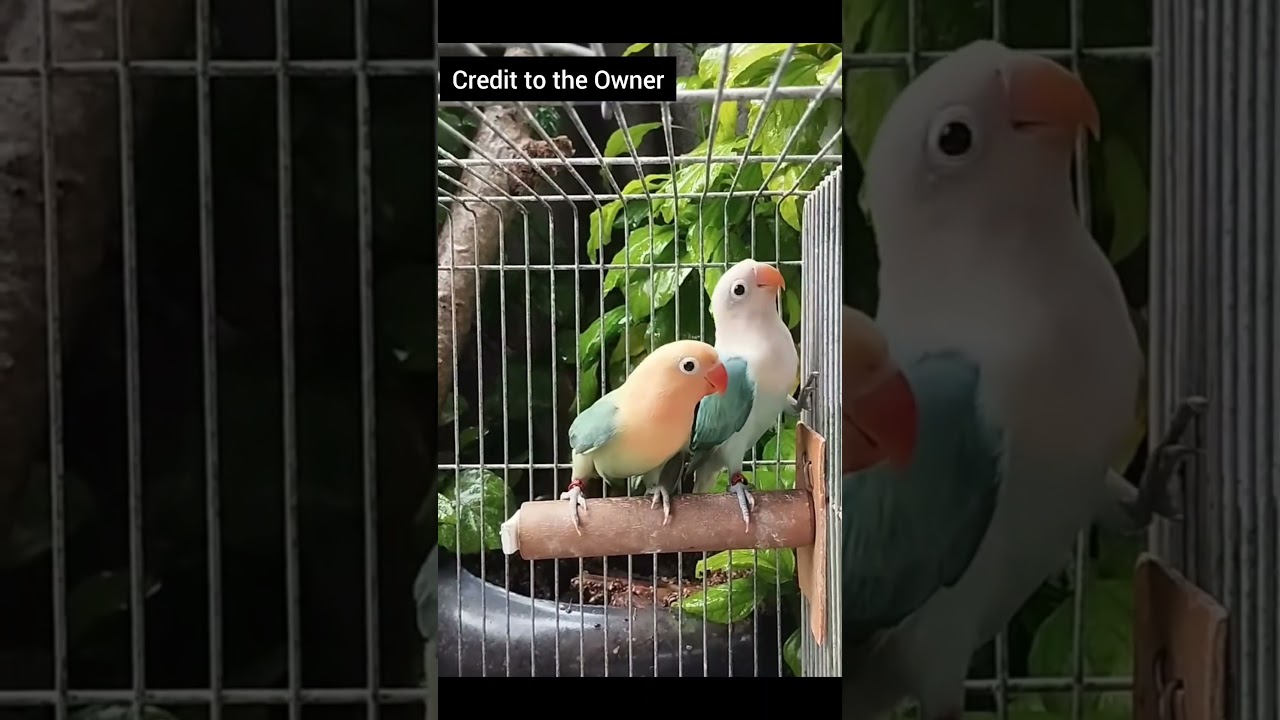 Rare Aqua Opaline Pair! | B1 x B2 Mutation Combo 