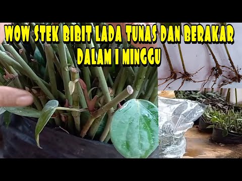 Video: Bagaimana cara menanam bibit lada yang kuat dan sehat?