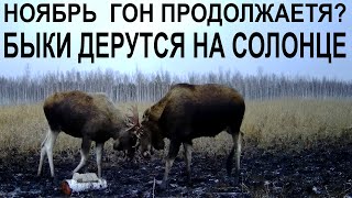 Ноябрь Гон продолжается Быки дерутся на солонце  Фотоловушка  с АлиЭкспресс