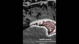 Harpy eagle edit