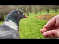 Dad doesn’t like the way I film the Wood pigeon￼