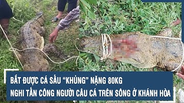 Thời sự hôm nay: Bắt được cá sấu “khủng” nặng 80kg nghi tấn công người câu cá trên sông ở Khánh Hòa
