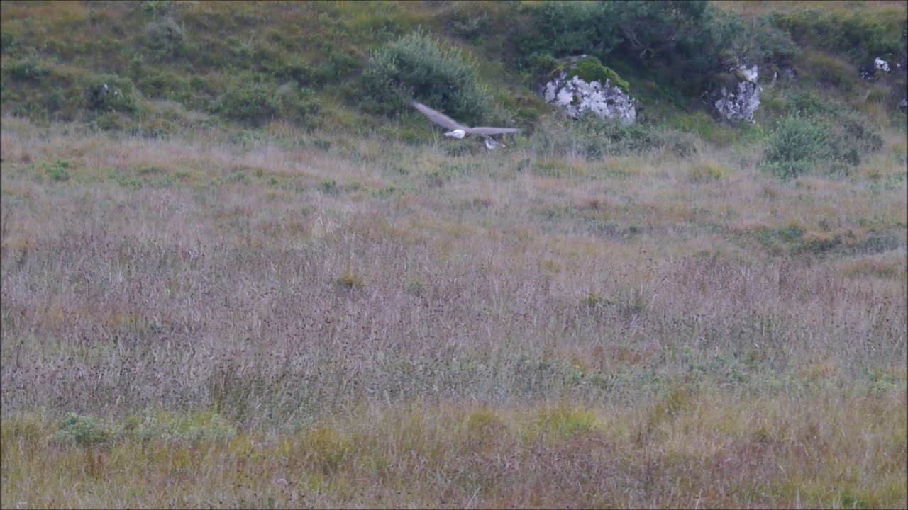 A female Hen Harrier hunting~ Isle of Mull 