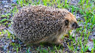 The Hedgehog by Animalbug 315 views 1 month ago 48 seconds