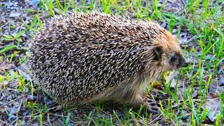 The Hedgehog