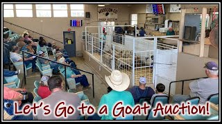 Let's Go To a Goat Auction!